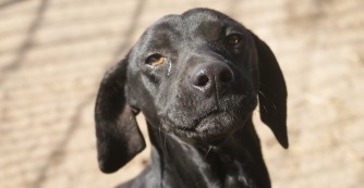 Pedigr&eacute; n&eacute;lk&uuml;l