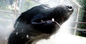 Hogyan hűtsd le kimelegedett kuty&aacute;dat?